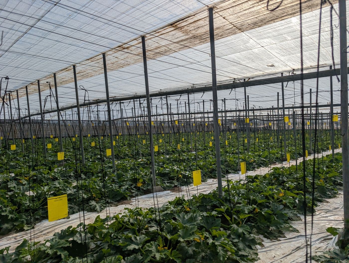 Plantación de tomate en invernadero del Campo de Dalías, Almería